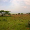004 KABAGA Savane et Arbre 8EIMG_20166WTMK.JPG