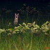 021 KABAGA Lac avec Chacal la Nuit 8EIMG_20311wtmk.JPG