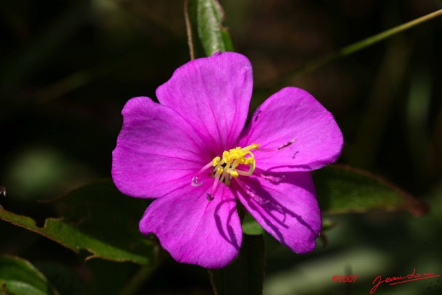 024 Mont KALAMI Fleur 7IMG_6354WTMK.JPG