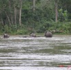 017 OSSELE Elephants IMG_2219WTMK.JPG