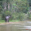 021 OSSELE Elephants IMG_2234WTMK.JPG