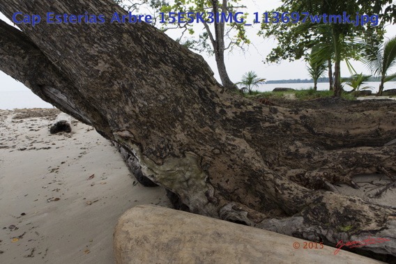 009 Cap Esterias Arbre 15E5K3IMG_113697wtmk.jpg