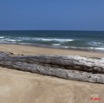029 GOMBE Tronc sur la Plage 10E5K2IMG_60881wtmk.jpg
