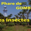 071 Titre Photos Gombe les Insectes.jpg