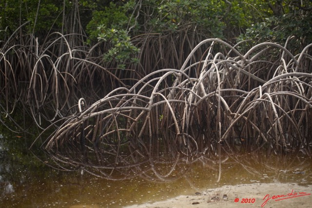087 WINGOMBE Mangrove 9E5K2IMG_56880wtmk.jpg