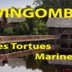 002 Titre Photos Wingombe les Tortues.jpg