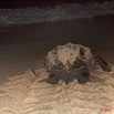 009 WINGOMBE Tortue Luth Le Retour a la Mer 9E5K2IMG_56744wtmk.jpg