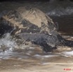 012 WINGOMBE Tortue Luth Le Retour a la Mer 9E5K2IMG_56750wtmk.jpg
