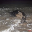 013 WINGOMBE Tortue Luth Le Retour a la Mer 9E5K2IMG_56751wtmk.jpg