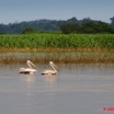 020 LAMBARENE Lac Onangue Pelicans 8E5IMG_28182wtmk.jpg