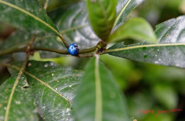 028 ARBORETUM Raponda-Walker 2 Plante 033 Magnoliopsida Gentianales Rubiaceae Lasianthus batangensis Possible 19E5M3IMG_190413139684_DxOwtmk 150k.jpg
