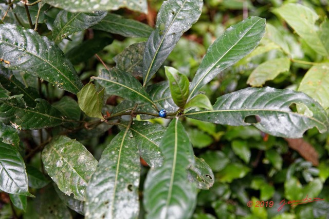 029 ARBORETUM Raponda-Walker 2 Plante 033 Magnoliopsida Gentianales Rubiaceae Lasianthus batangensis Possible 19E5M3IMG_190413139685_DxOwtmk 150k.jpg