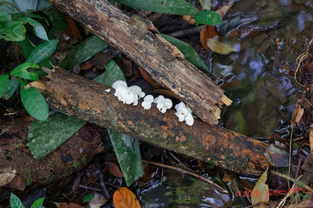 042 ARBORETUM Raponda-Walker 2 Fungi 005 Champignons 19E5M3IMG_190413139728_DxOwtmk 150k.jpg