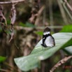 016 ARBORETUM de SIBANG 2 Insecta 021 Lepidoptera Nymphalidae Nymphalinae Hypolimnas sp 19E5M3IMG_191026153154_DxOwtmk 150k.jpg