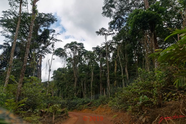 075 DJIDJI 1 Winerparc J2 Piste Forestiere et Arbres 18E5K3IMG_180929137738_DxOwtmk 150k.jpg