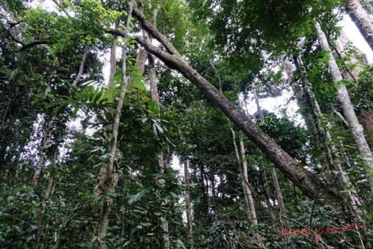 194 ENTOMO 01 Mikongo la Foret Arbre Mort Dangereux 19RX106DSC_1908081000835_DxOwtmk_Web