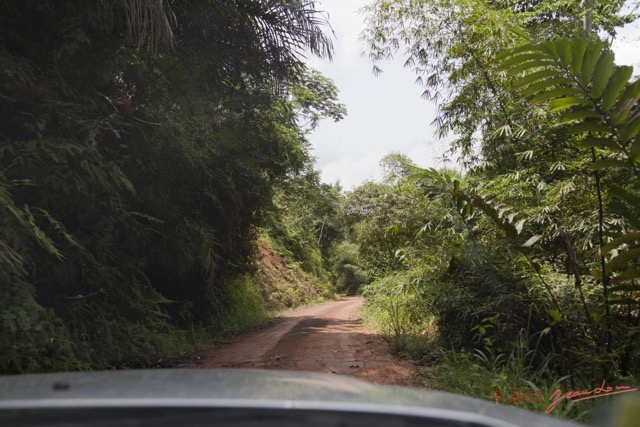 015 MOUYANAMA Piste et Foret dans le Chaillu 12E5K2IMG_74194wtmk.jpg