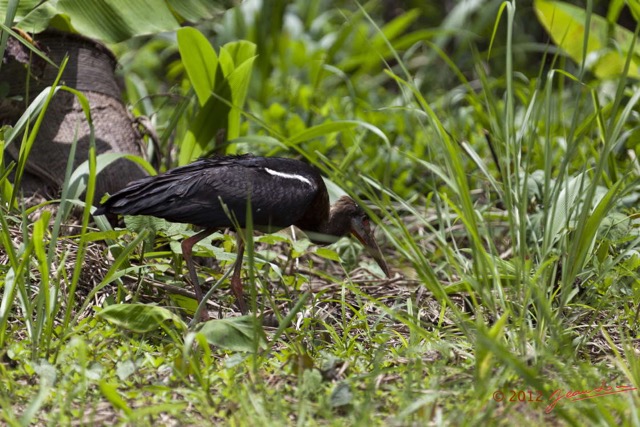 024 MOUYANAMA Oiseau Cigogne de Abdim Ciconia Abdimii 12E5K2IMG_74208wtmk.jpg