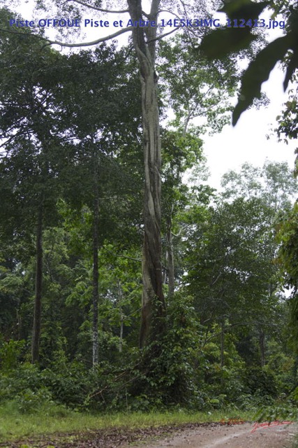 065 Piste OFFOUE Piste et Arbre 14E5K3IMG_112413wtmk.JPG