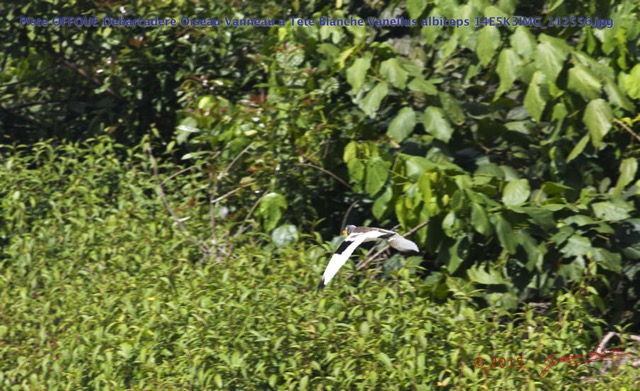 129 Piste OFFOUE Debarcadere Oiseau Vanneau a Tete Blanche Vanellus albiceps 14E5K3IMG_112556wtmk.JPG