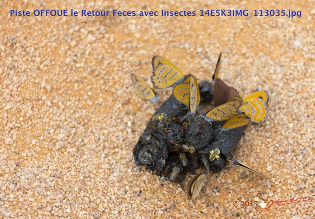 231 Piste OFFOUE le Retour Feces avec Insectes 14E5K3IMG_113035wtmk.JPG