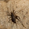 028 MIKAKA la Grotte Insecte Orthoptere Grillon 13E5K3IMG_94769awtmk.jpg