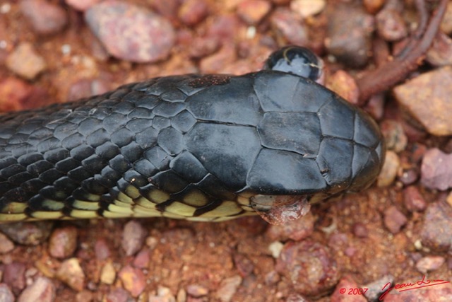 019 Route des Abeilles Serpent Cobra 7EIMG_9909WTMK.JPG