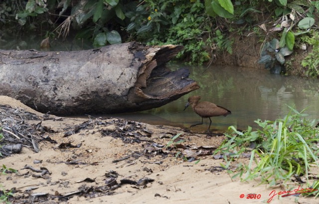 020 La LOPE 5 Oiseau Ombrette Scopus umbretta 10E5K2IMG_58485wtmk.jpg