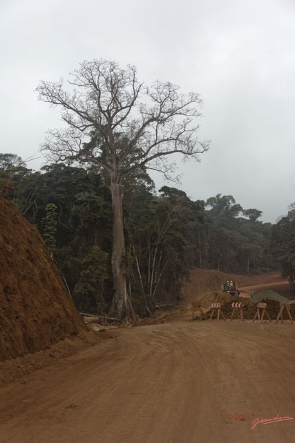 058 Route des Abeilles 3 Piste Arbre et Travaux en Saison Seche 13E5K3IMG_93233wtmk.jpg