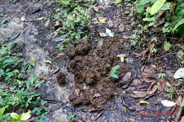 033 LOANGO 3 Inyoungou Sounga Marche en Foret Elephant Feces Vieille 16E5K3IMG_122206_DxOwtmk.jpg