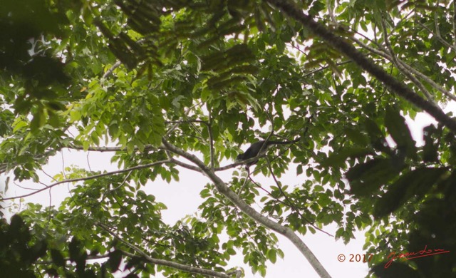 049 LOANGO 3 Inyoungou Sounga Marche en Foret Singe Cercopithecus nictitans 16E5K3IMG_122232_DxOwtmk.jpg