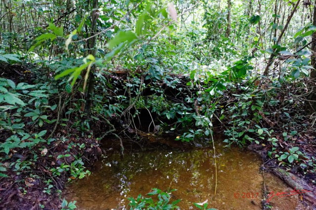 064 LOANGO 3 Inyoungou Sounga Marche en Foret Vieux Pont B 16E5K3IMG_122259_DxOawtmk.jpg