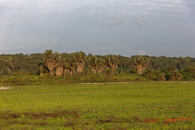 088 LOANGO 3 Inyoungou Sounga la Lagune NDOGO la Plage et Arbres Liliopsida Arecales Arecaceae Palmier Hyphaene guineensis 16E5K3IMG_122302_DxOawtmk.jpg