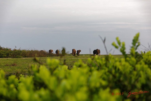 090 LOANGO 3 Inyoungou Sounga la Lagune NDOGO la Plage Horde Elephants 16E5K3IMG_122306_DxOawtmk.jpg