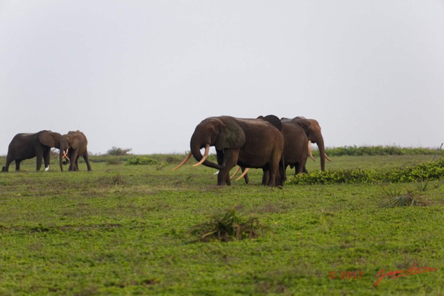 099 LOANGO 3 Inyoungou Sounga la Lagune NDOGO la Plage Horde Elephants 16E5K3IMG_122320_DxOwtmk.jpg