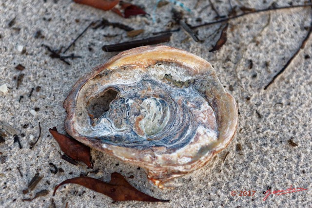 055 LOANGO 3 LIAMBISSI le Campement le Soir la Plage Coquille Huitre 16E5K3IMG_122010_DxOwtmk.jpg