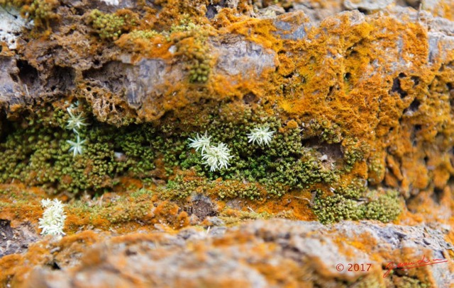 007 ULM Lastourville 1 EGG Palmier Ecorce et Lichen 17E5K3IMG_123102_DxOwtmk.jpg