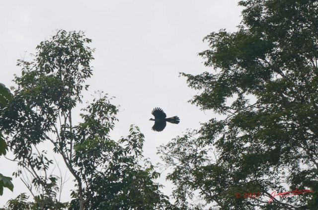 188 ULM Lastourville 1 Piste EGG Oiseau Aves Musophagiformes Musophagidae Touraco a Gros Bec Tauraco macrorhynchus 17E5K3IMG_123711_DxOawtmk.jpg