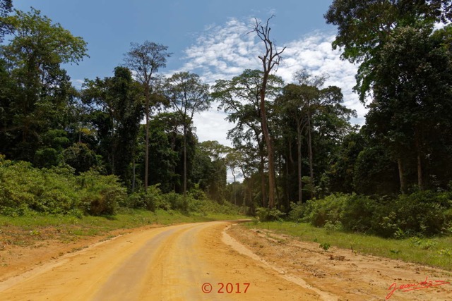 015 ULM Lastoursville 2 EGG Piste et Arbre 17E5K3IMG_125087_DxOwtmk.jpg