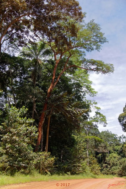 032 ULM Lastoursville 2 EGG Piste et Arbre 17E5K3IMG_125116_DxOwtmk.jpg