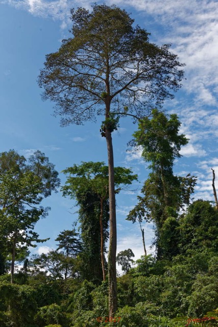 056 ULM Lastoursville 2 EGG Piste et Arbre avec Fougeres 17E5K3IMG_125161_DxOwtmk.jpg