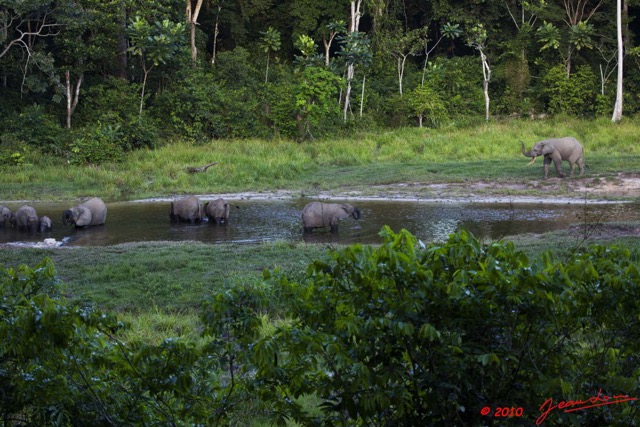 021 MOUPIA 5 Bai Elephants Arrivee Grand Male Solitaire 10E5K2IMG_64506wtmk.jpg