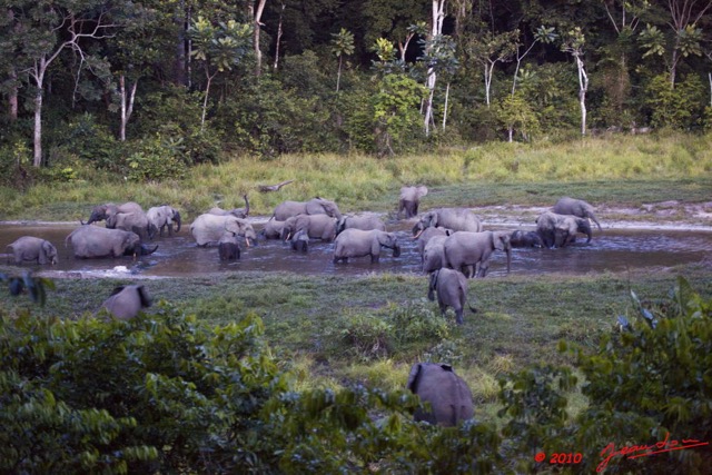 034 MOUPIA 5 Bai Elephants Arrivee Nouveau Groupe Observatoire 10E5K2IMG_64574wtmk.jpg