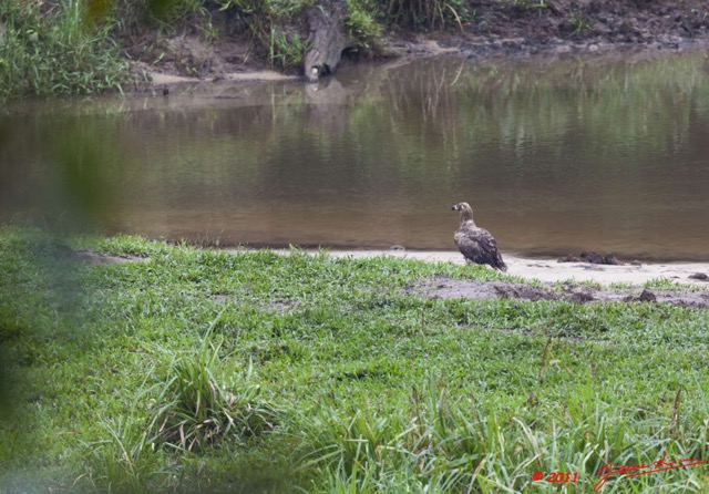 036 MOUPIA 7 Oiseau Gypohierax angolensis Jeune 11E5K2IMG_71057wtmk.jpg