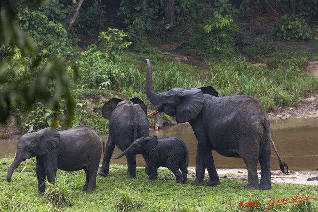 042 MOUPIA 7 Elephants au Bai 1 11E5K2IMG_71072wtmk.jpg