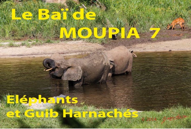 038 Titre Photos Moupia 7 Elephants et Guib-01.jpg