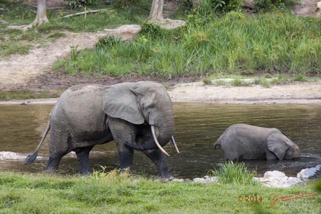 049 MOUPIA 7 le Bai Elephant avec Trompe Blessee 14E5K3IMG_96539wtmk.jpg