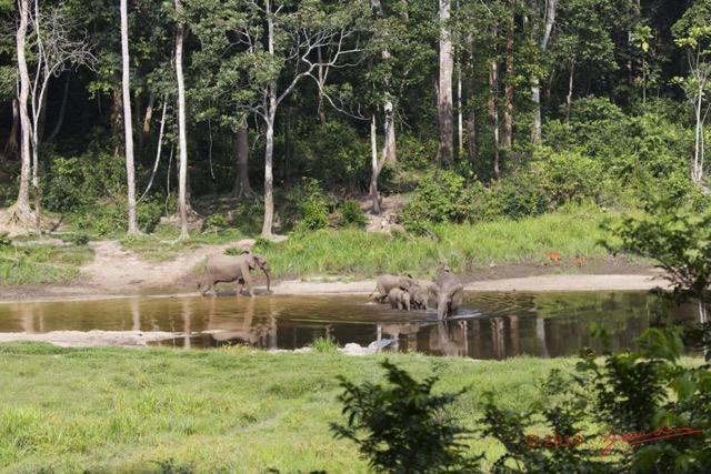 072 MOUPIA 7 le Bai Famille Elephant et Guib Harnache 14E5K3IMG_96462wtmk.jpg