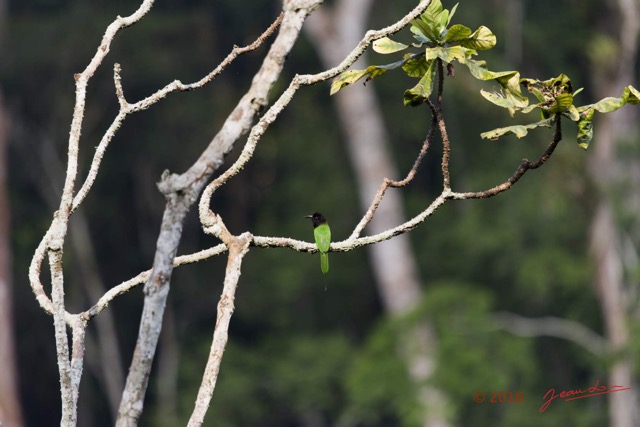 033  MOUPIA 9 Oiseau Aves Coraciiformes Meropidae Guepier a Tete Noire Merops breweri M 16E5K3IMG_119455wtmk.jpg