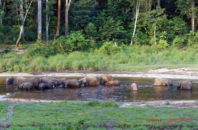 037 MOUPIA 10 Bai 1 Elephants Groupe 17 Pachydermes Baignade 17E5K3IMG_123788_DxOawtmk.jpg